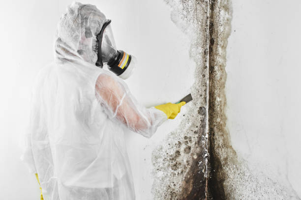 Best Bathroom Mold Remediation in Chickasha, OK