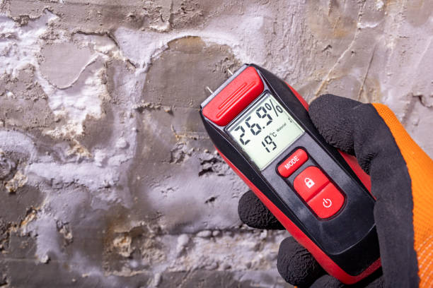 Best White Mold Remediation in Chickasha, OK