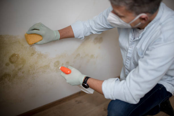 Best Localized Mold Remediation (e.g., coastal areas, humid climates) in Chickasha, OK