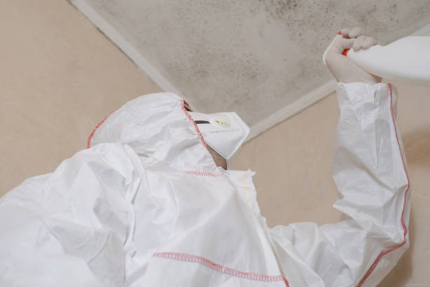 Best White Mold Remediation in Chickasha, OK