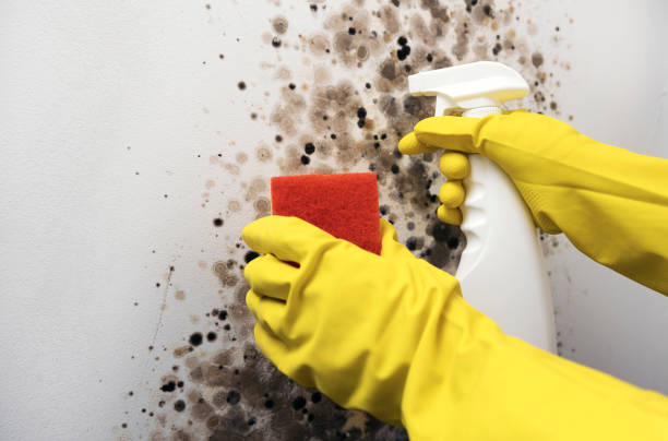 Best Basement Mold Remediation in Chickasha, OK
