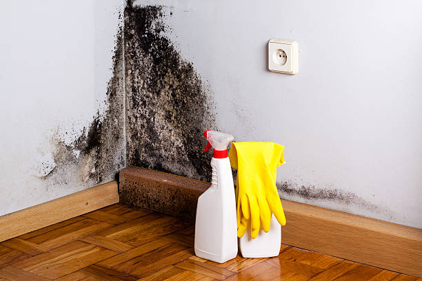 Best Black Mold Remediation in Chickasha, OK